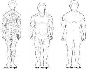 ectomorph-mesomorph-endomorph-2-300x240.jpg